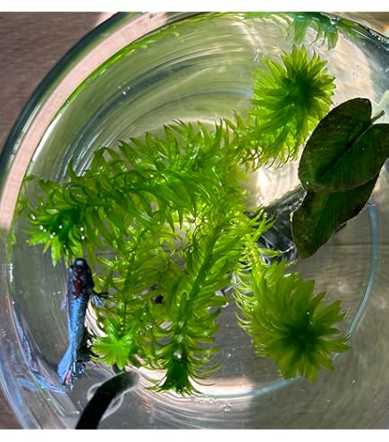 Amazon.co.jp: (水草) アナカリス メダカ 金魚藻 国産 オオカナダモ